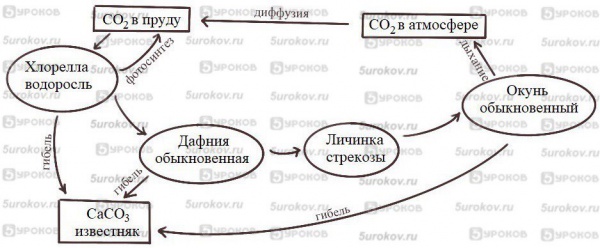 Упрощенная схема круговорота углерода в небольшой водной экосистеме